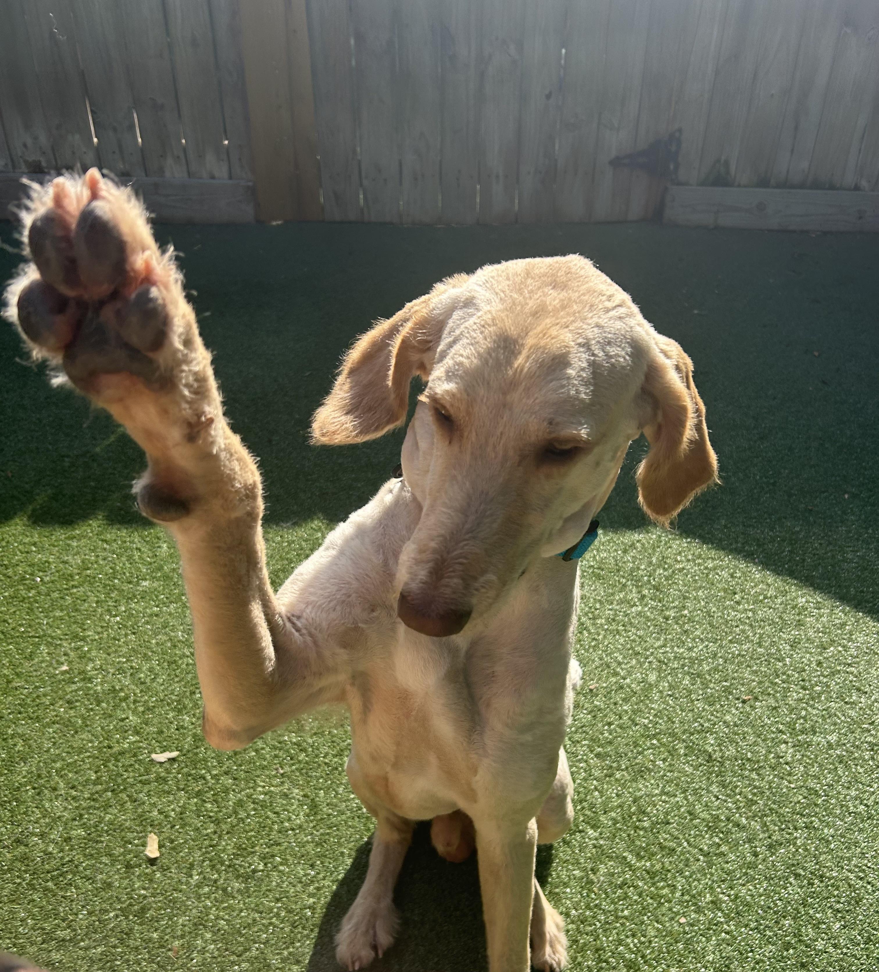 Enlarge Kobe, a ADOPTABLE mixed breed in Baker, LA image 4/6