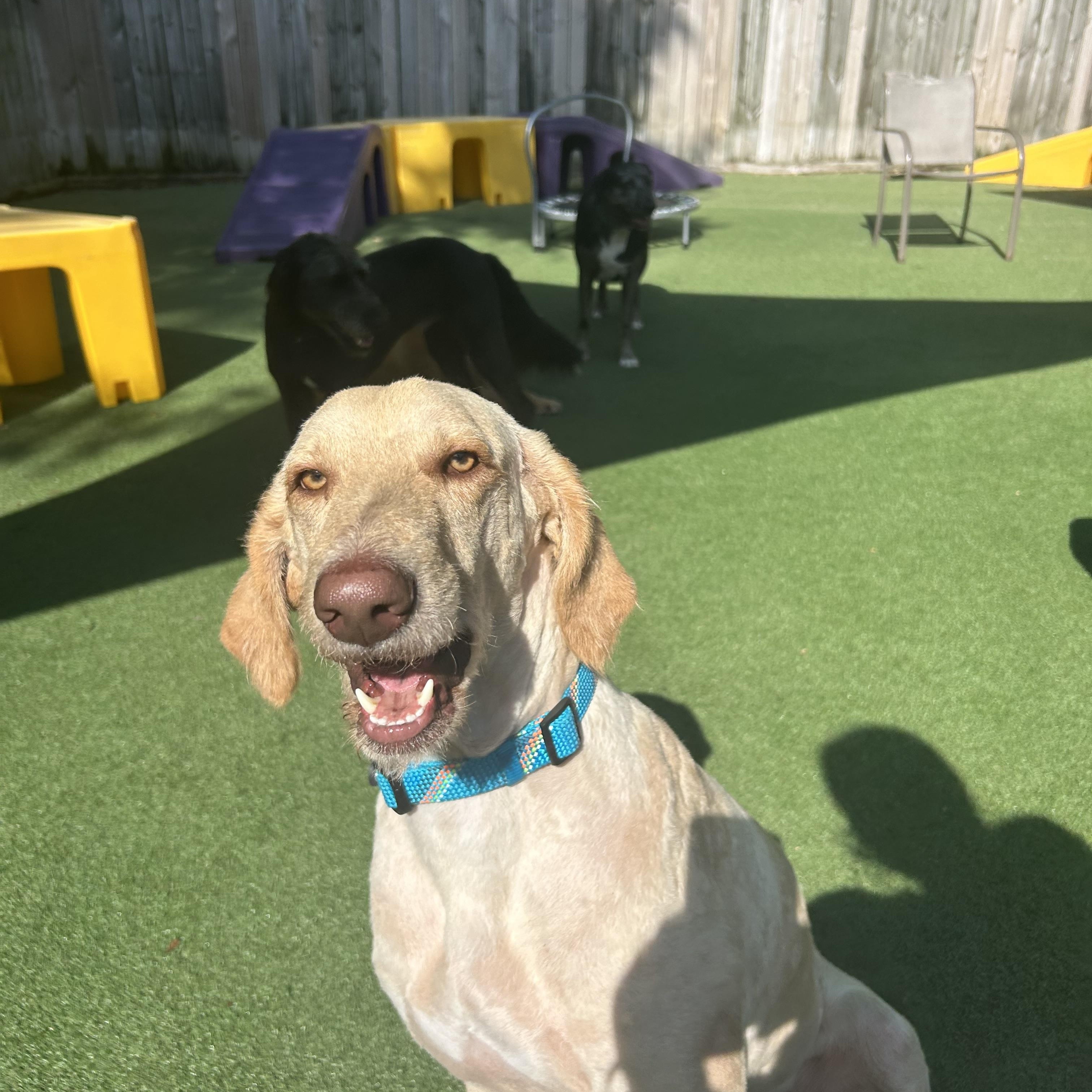 Enlarge Kobe, a ADOPTABLE mixed breed in Baker, LA image 5/6