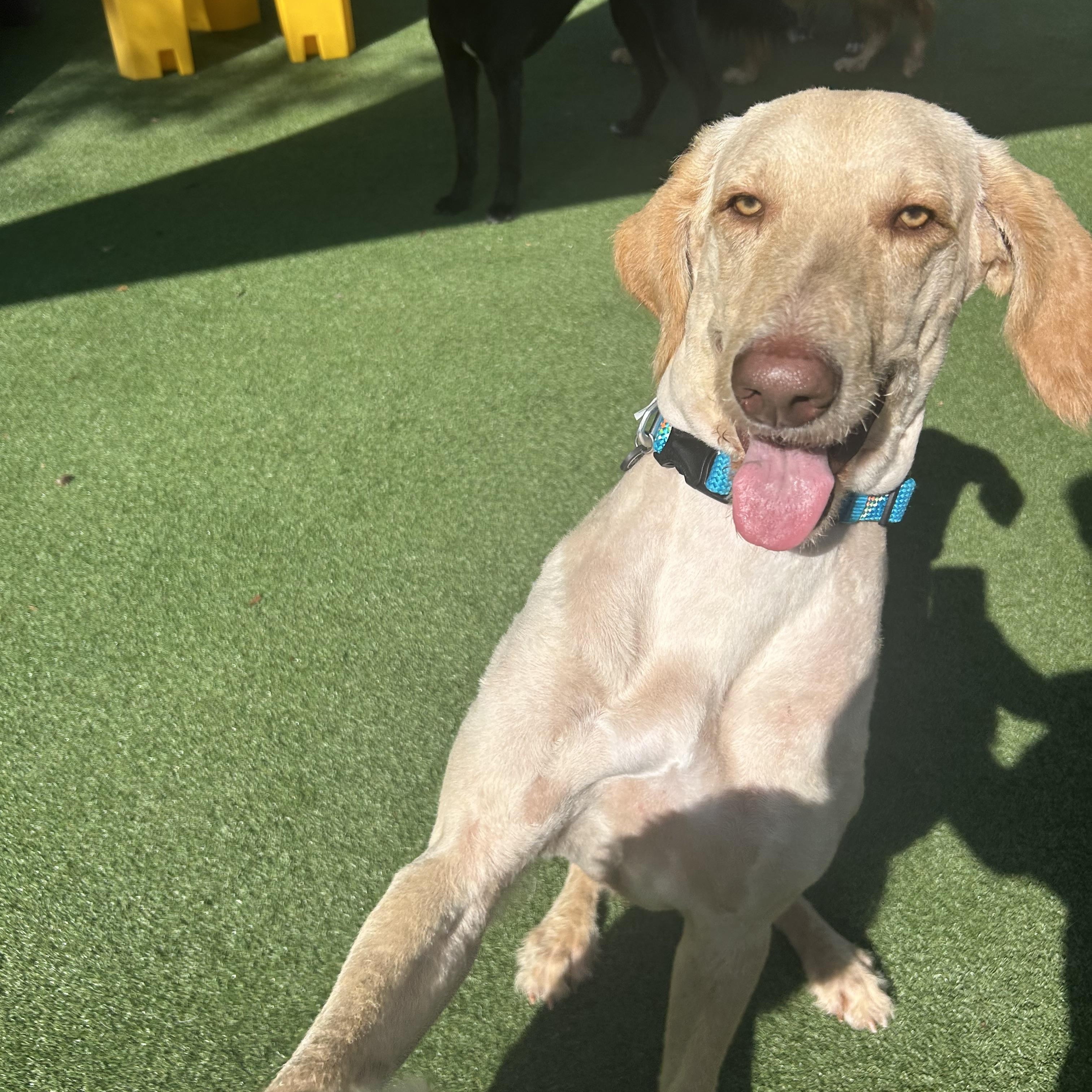 Kobe, ADOPTABLE, Adult Male Goldendoodle.