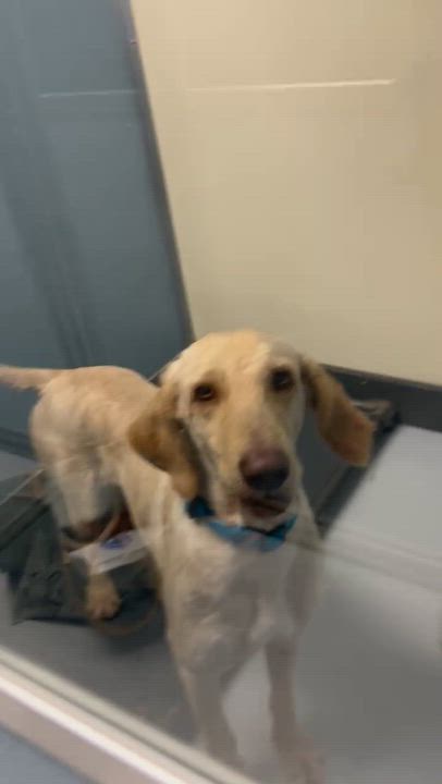 Enlarge Kobe, a ADOPTABLE mixed breed in Baker, LA video 3/6