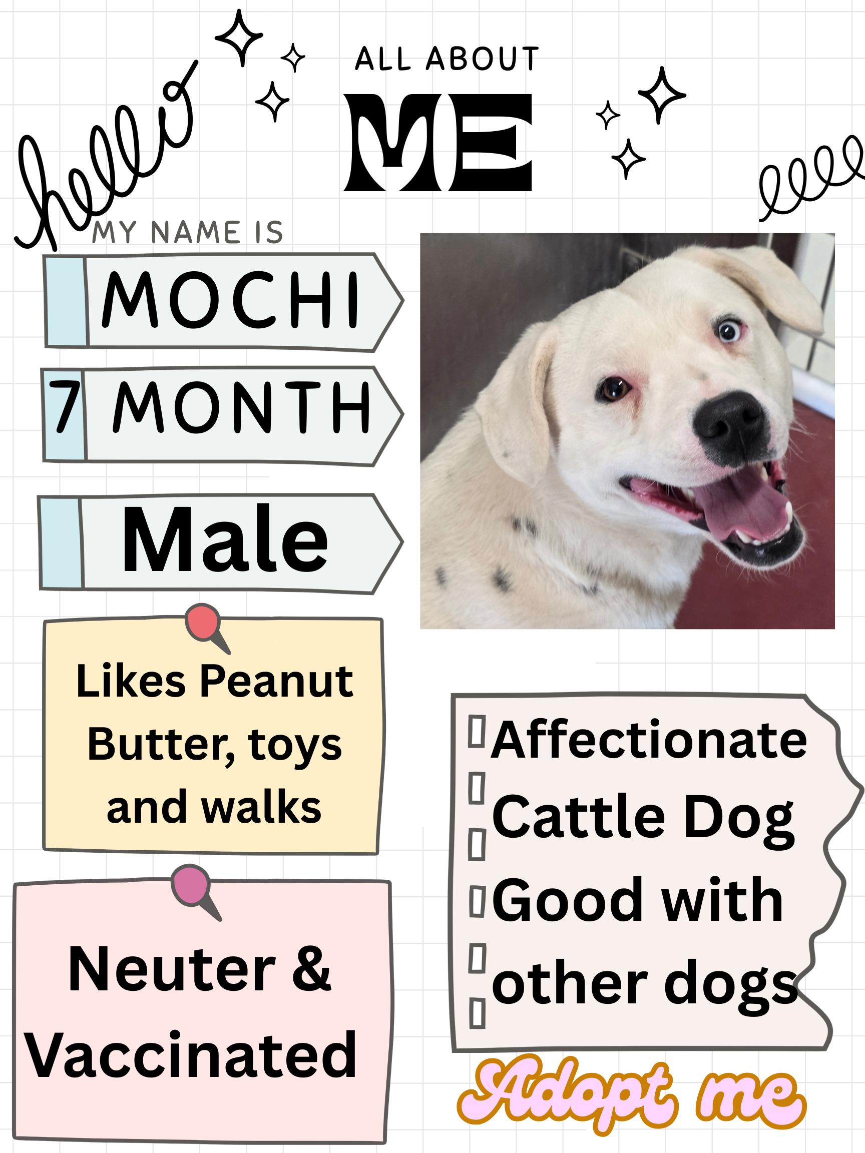 Enlarge Mochi , a ADOPTABLE mixed breed in Edgewood, NM image 2/6