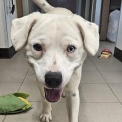 Enlarge Mochi , a ADOPTABLE mixed breed in Edgewood, NM image 5/6