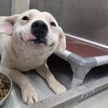 Enlarge Mochi , a ADOPTABLE mixed breed in Edgewood, NM image 1/6