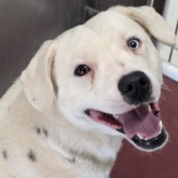 Enlarge Mochi , a ADOPTABLE mixed breed in Edgewood, NM image 4/6