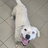 Enlarge Mochi , a ADOPTABLE mixed breed in Edgewood, NM image 3/6