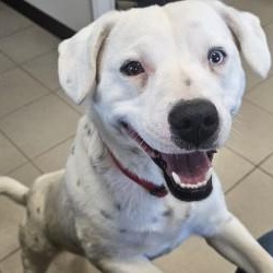 Enlarge Mochi , a ADOPTABLE mixed breed in Edgewood, NM image 6/6