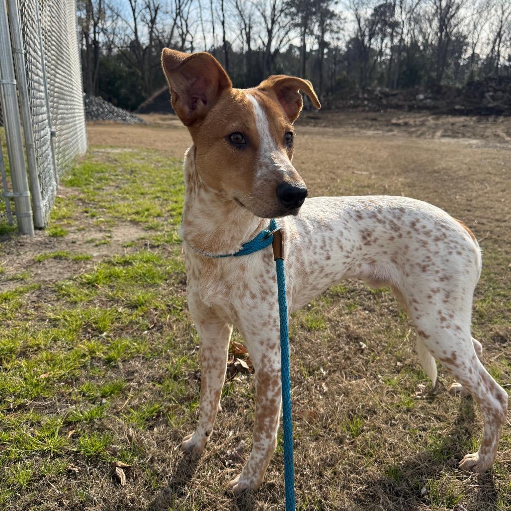 Rusty, Adoptable, Young Male Australian Cattle Dog / Blue Heeler.