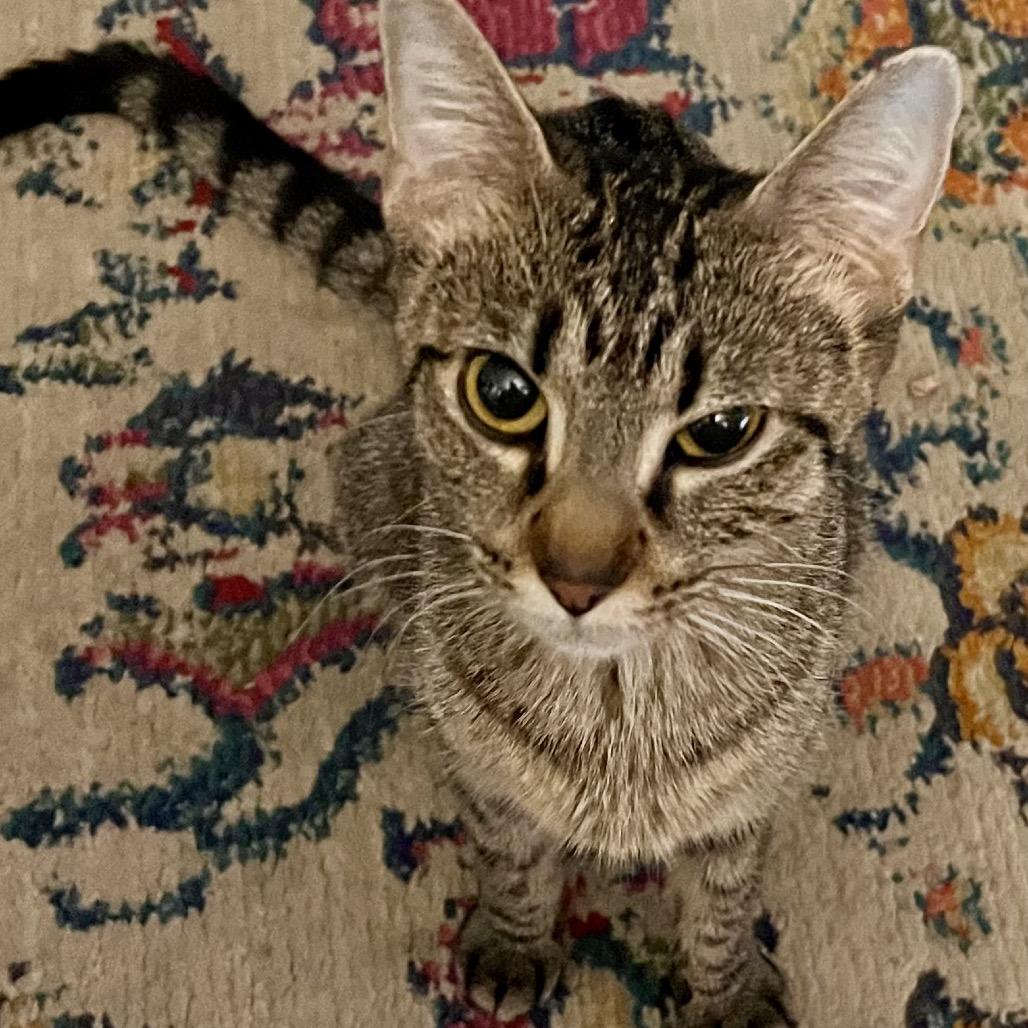 Ingrid, Adoptable, Adult Female Domestic Short Hair.