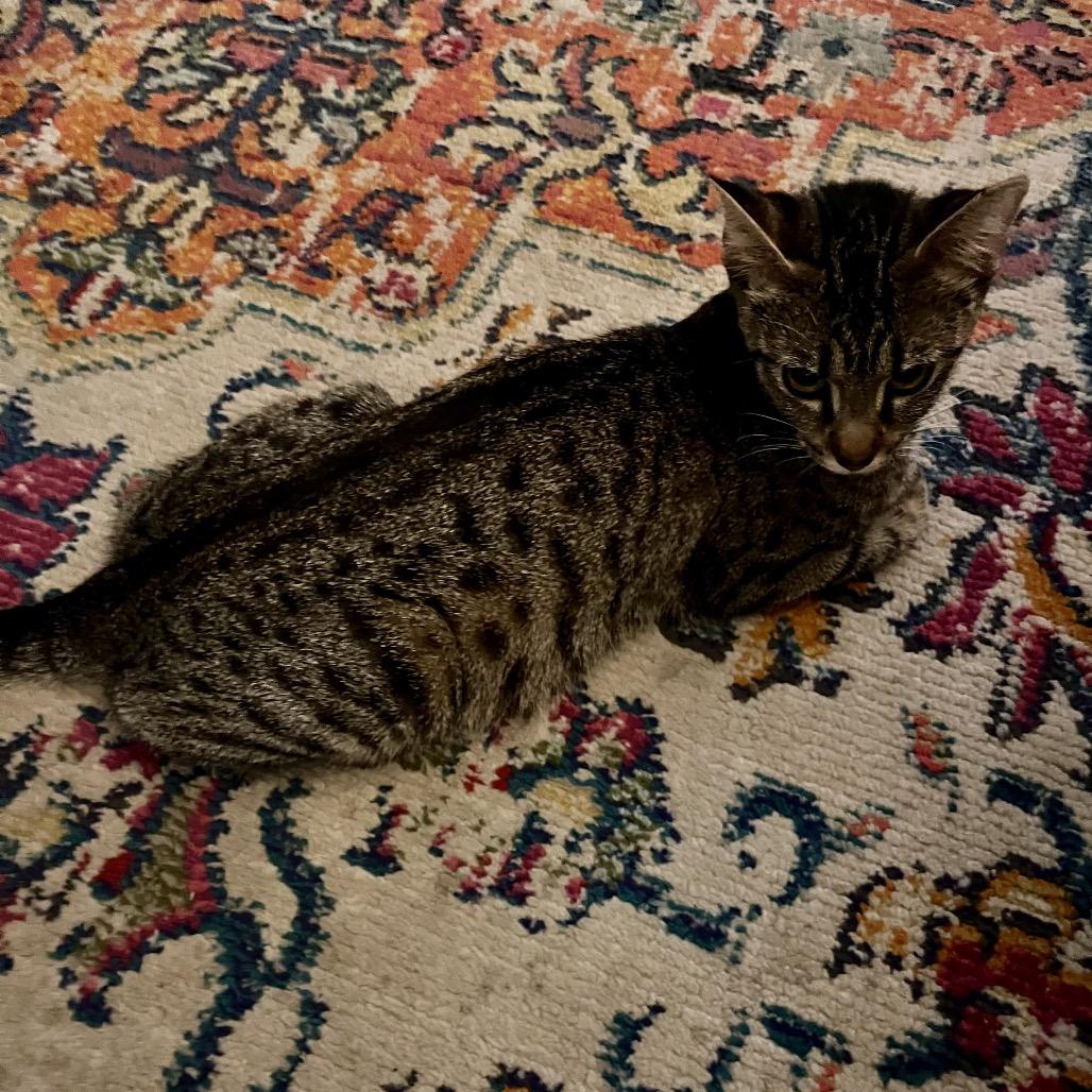 Enlarge Ingrid, a Adoptable Domestic Short Hair in Springfield, IL image 2/2