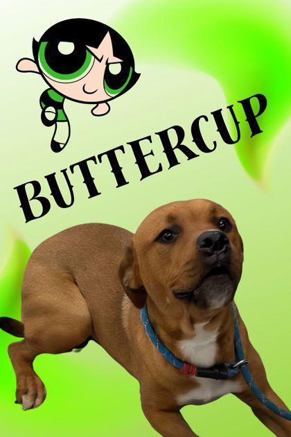 Buttercup