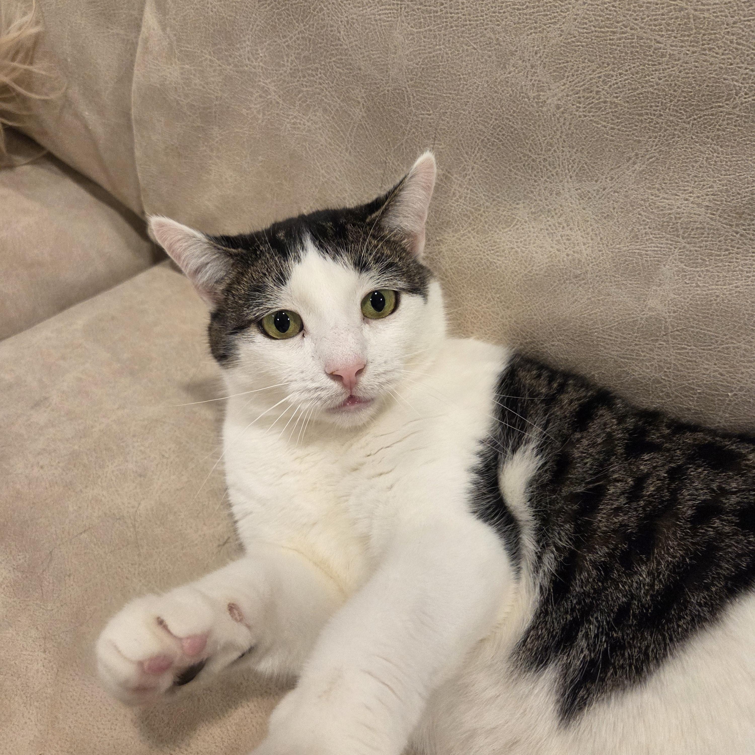 Enlarge Macaroni, a Adoptable Domestic Short Hair in Palisades Park, NJ image 1/5