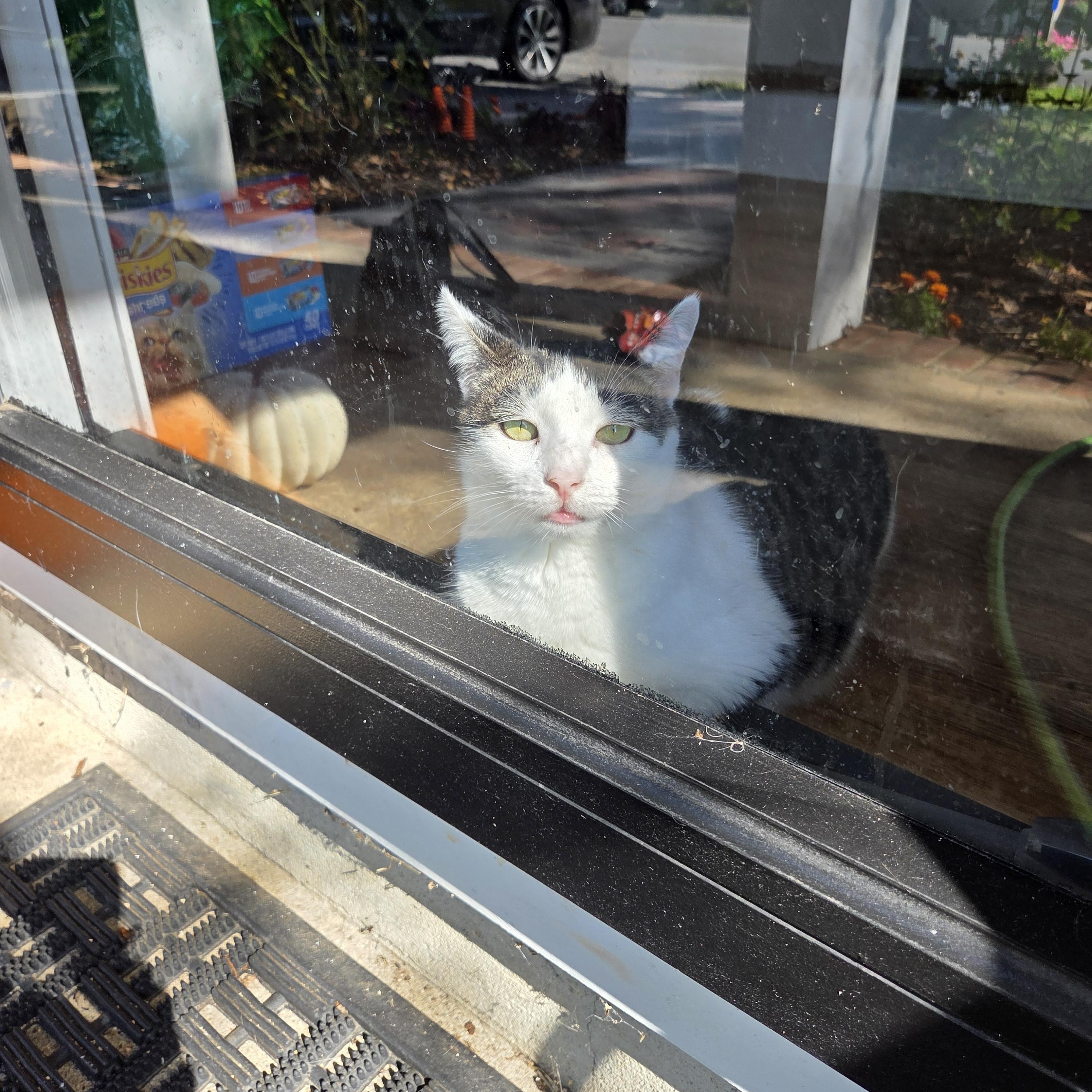 Enlarge Macaroni, a Adoptable Domestic Short Hair in Palisades Park, NJ image 3/5