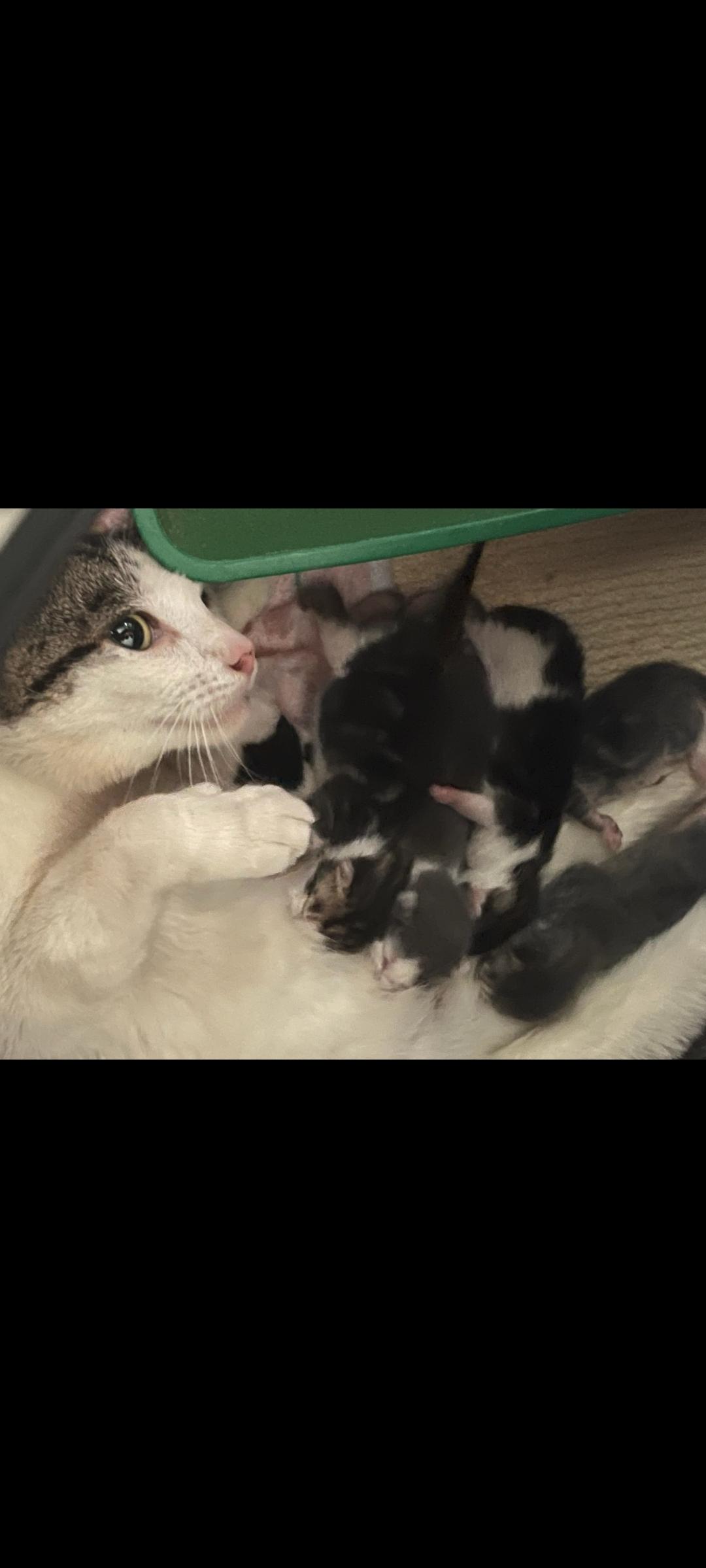 Enlarge Macaroni, a Adoptable Domestic Short Hair in Palisades Park, NJ image 2/5