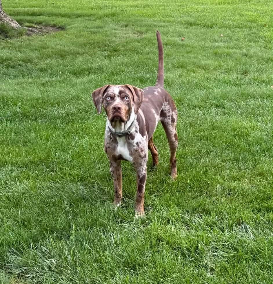 Scheyer, ADOPTABLE, Young Male Catahoula Leopard Dog.