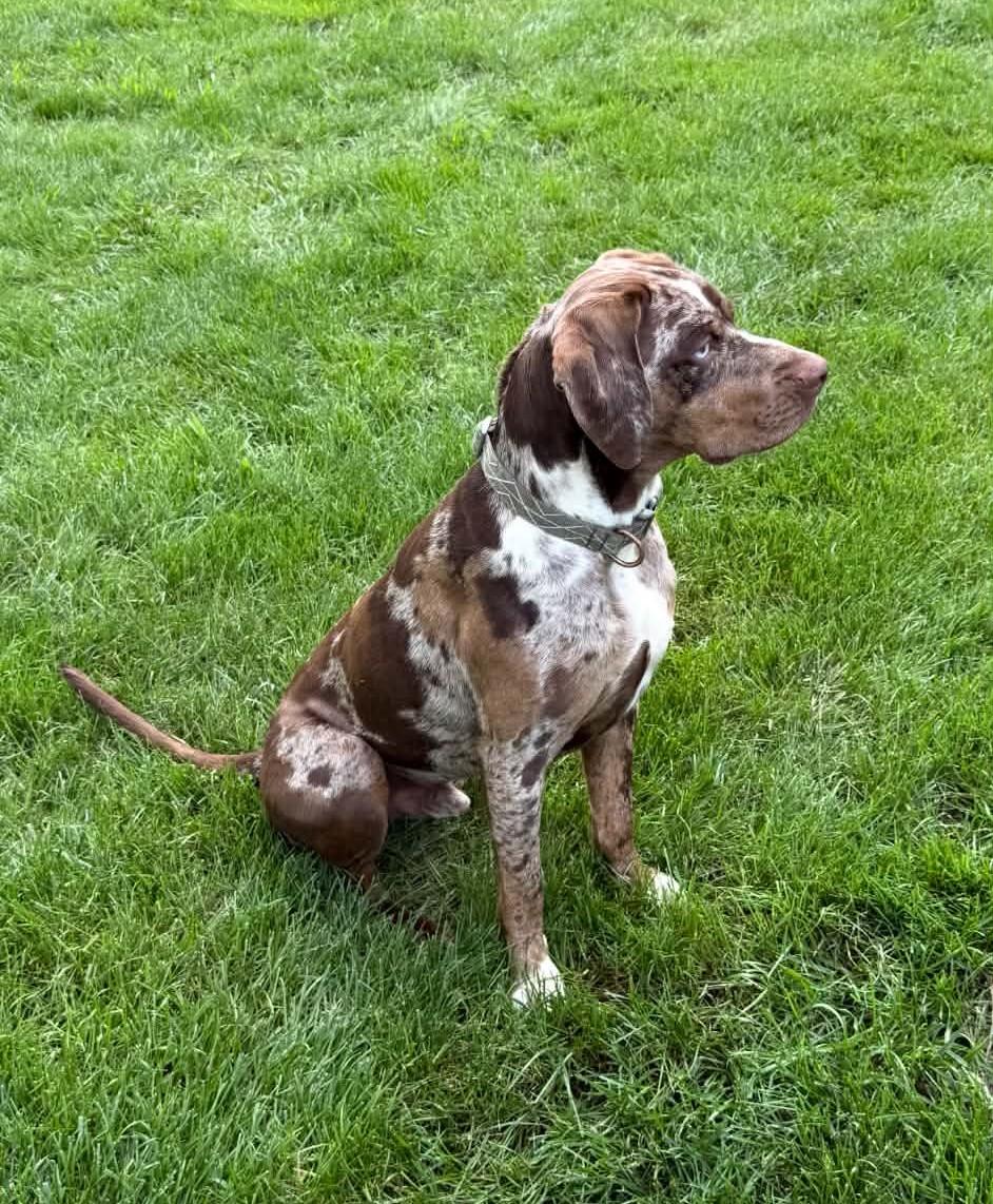 Enlarge Scheyer, a ADOPTABLE Catahoula Leopard Dog in Williamston, KY image 3/3