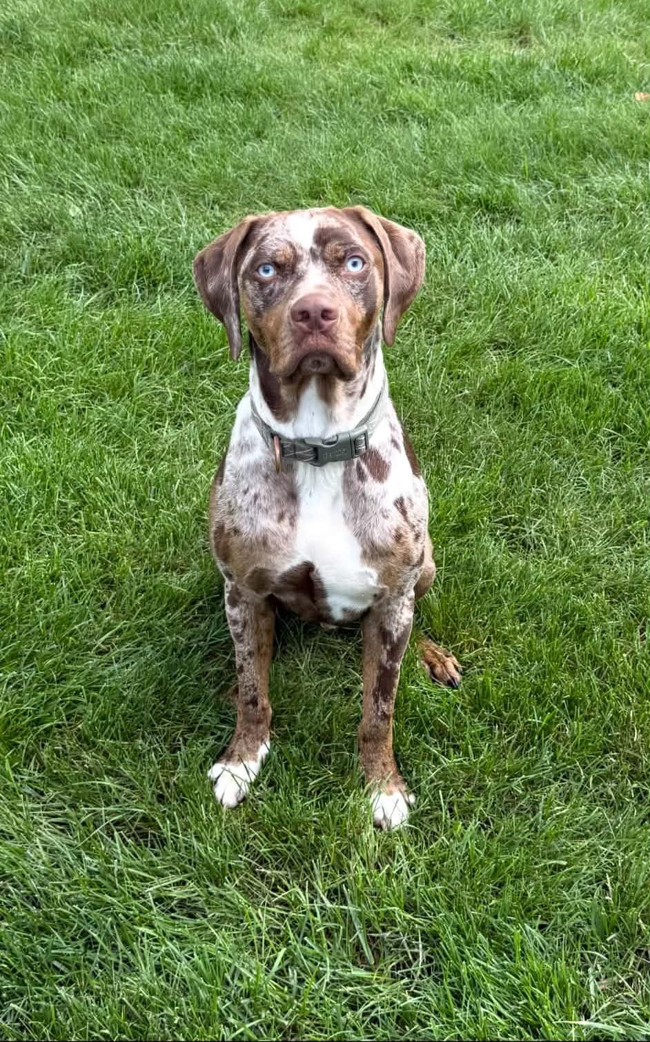Enlarge Scheyer, a ADOPTABLE Catahoula Leopard Dog in Williamston, KY image 2/3