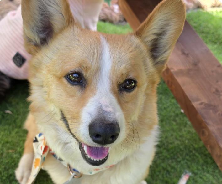 Perry, adopted, Adult Male Corgi.