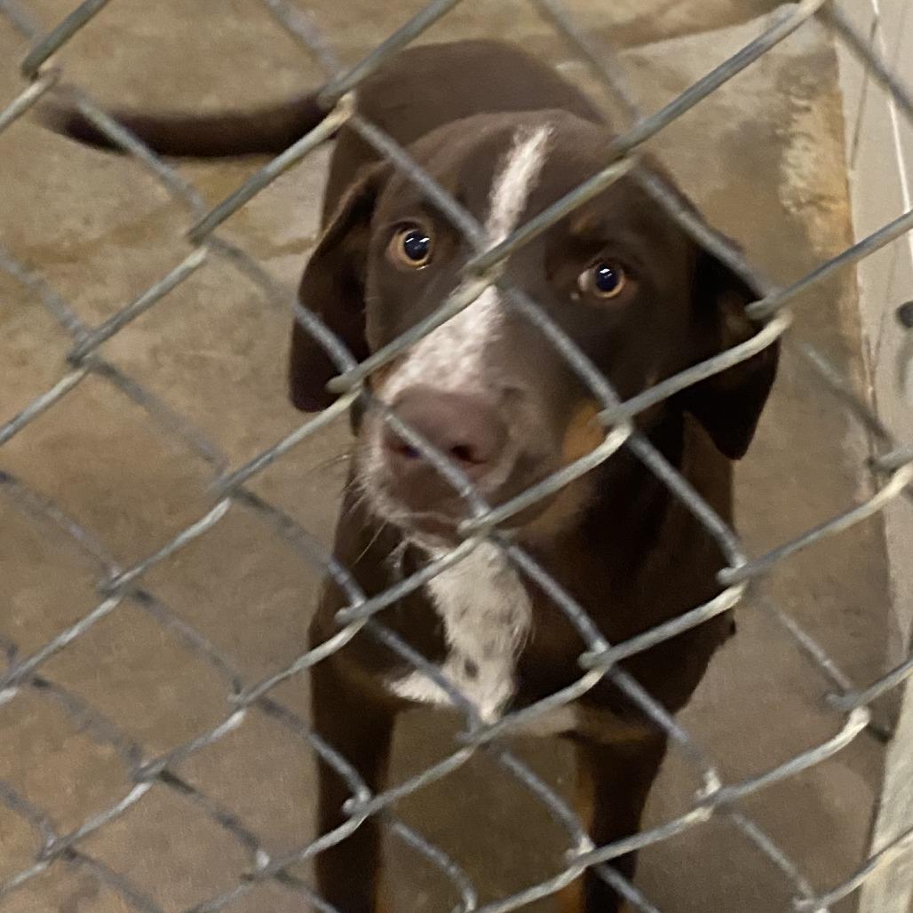 Enlarge Oakley - 121804T, a Adoptable mixed breed in Tupelo, MS image 1/4