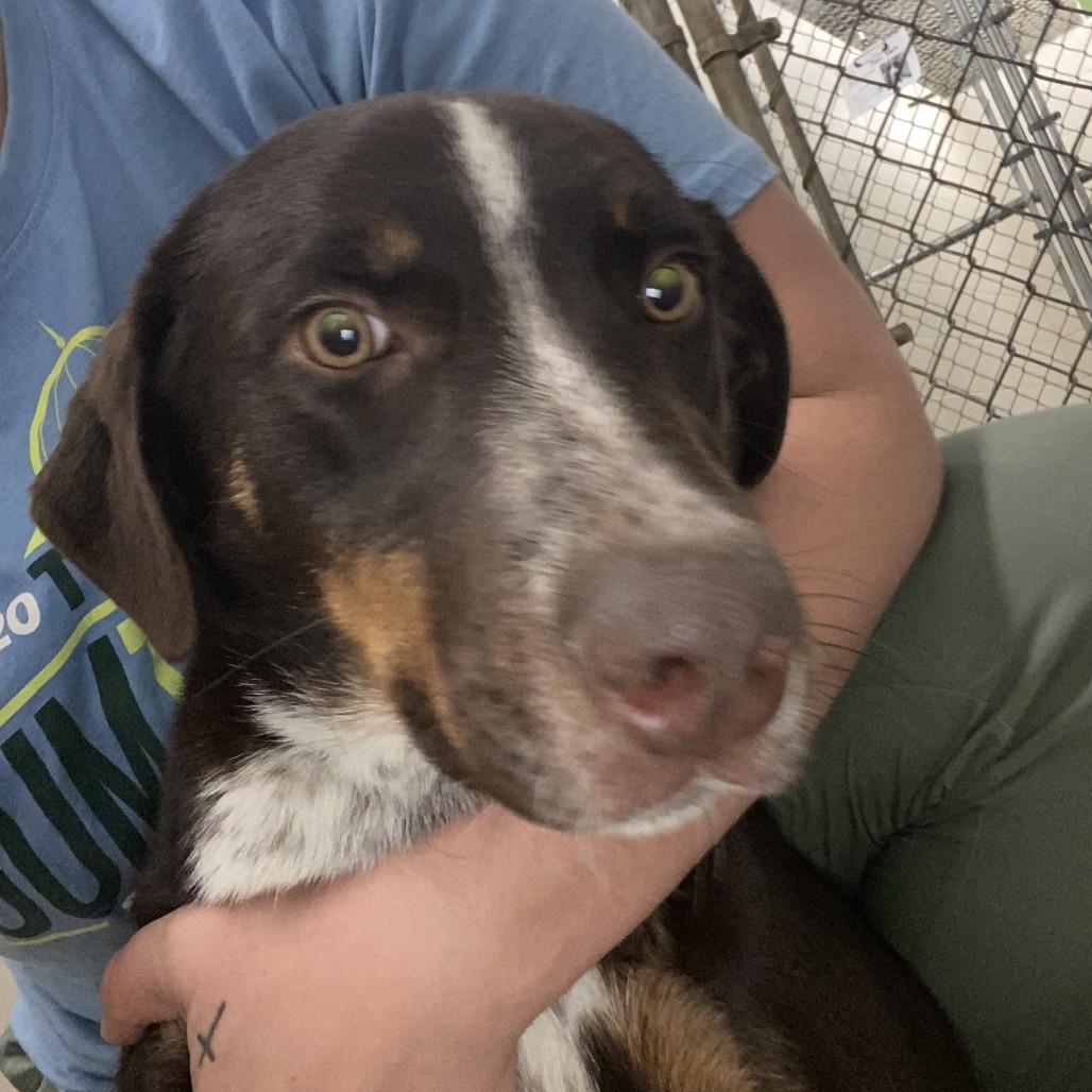 Enlarge Oakley - 121804T, a Adoptable mixed breed in Tupelo, MS image 2/4