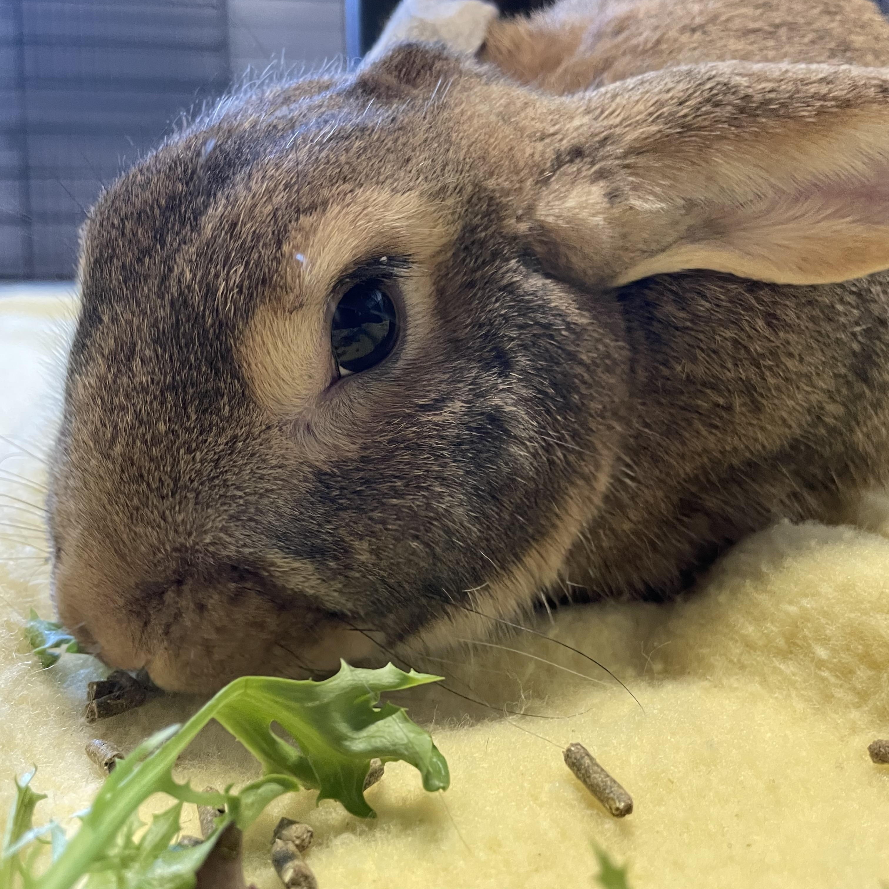 Enlarge Faygo, a Adopted Bunny Rabbit in Whittaker, MI image 1/3