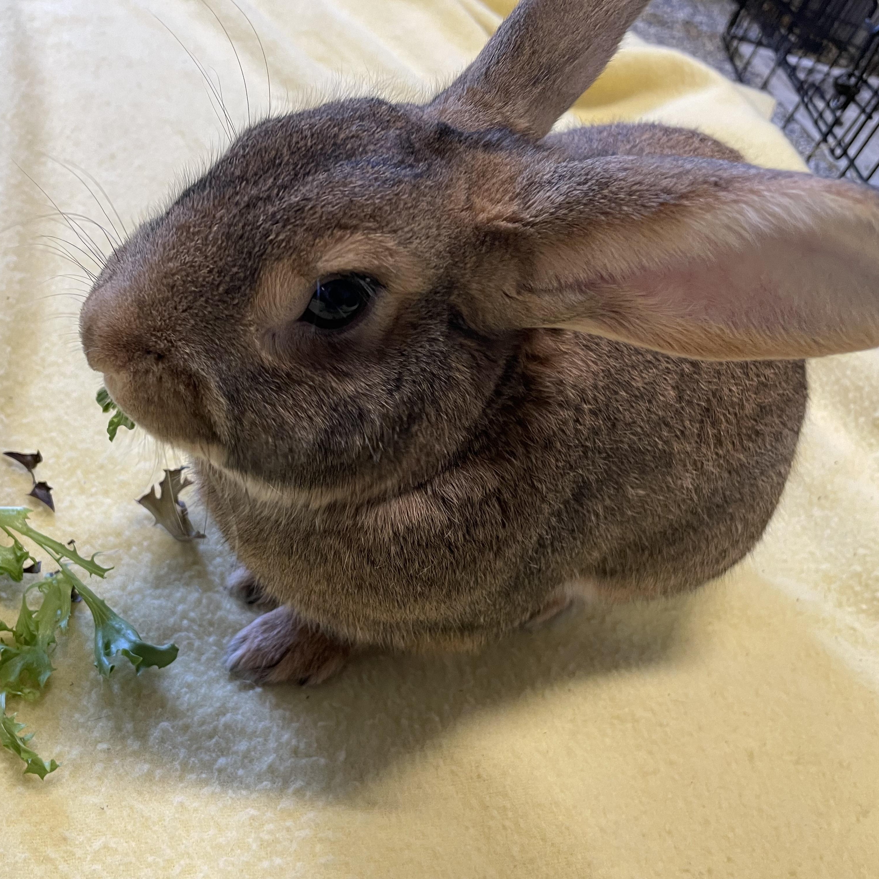 Enlarge Faygo, a Adopted Bunny Rabbit in Whittaker, MI image 2/3