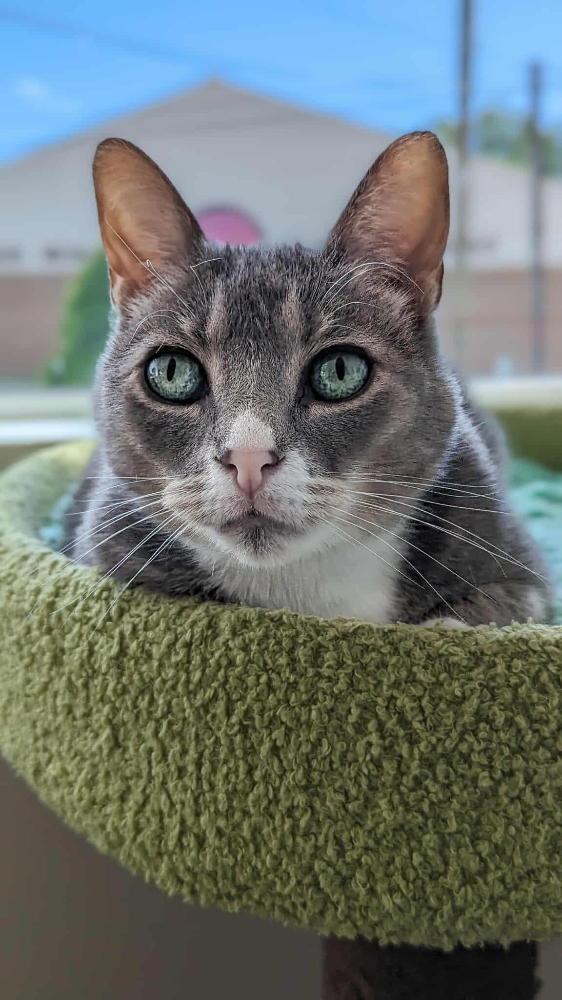Colette, a Adoptable Domestic Short Hair in New Baltimore, MI image 1/2