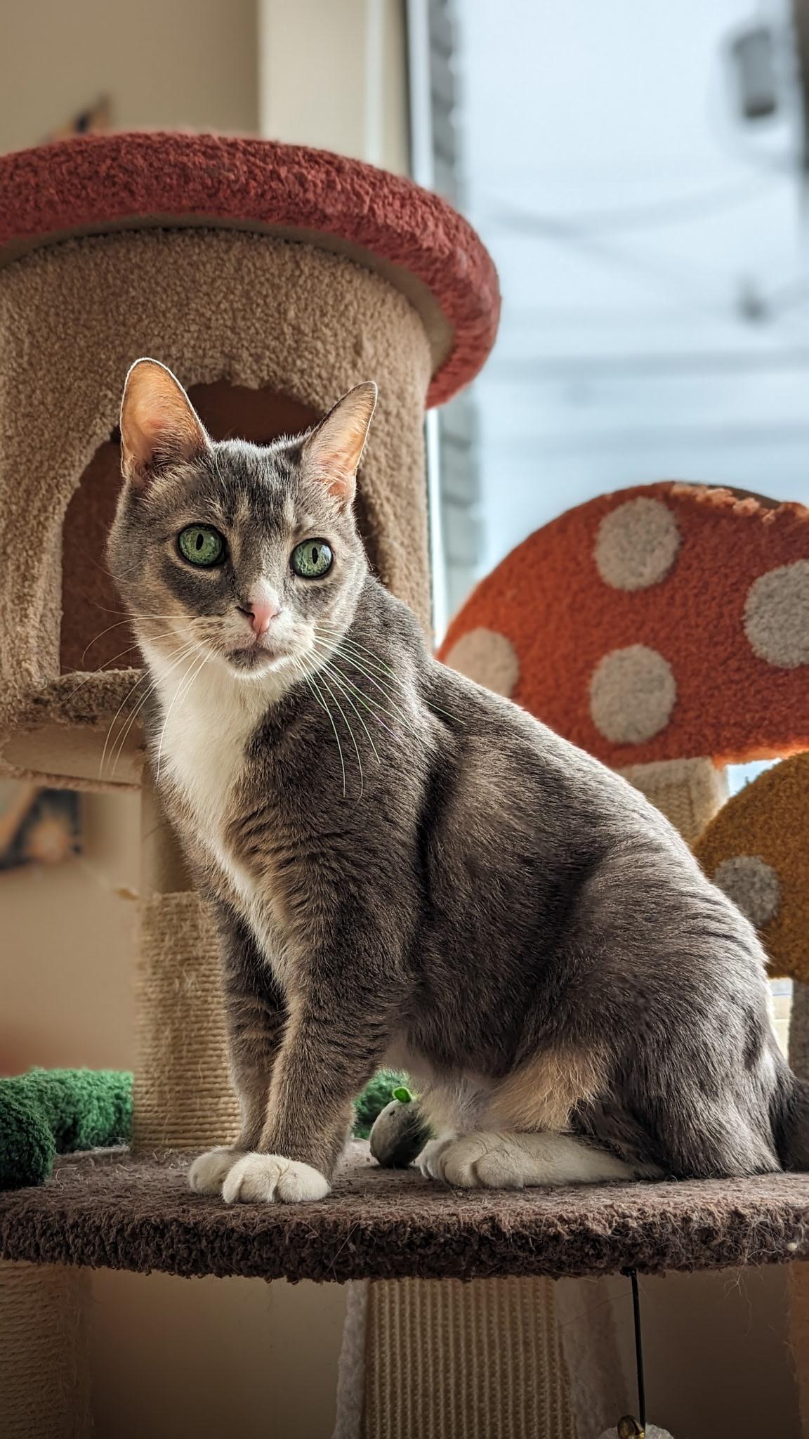 Colette, a Adoptable Domestic Short Hair in New Baltimore, MI image 2/2