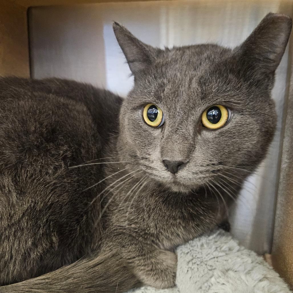 Professor mittenfoot, Adoptable, Adult Male Domestic Short Hair.