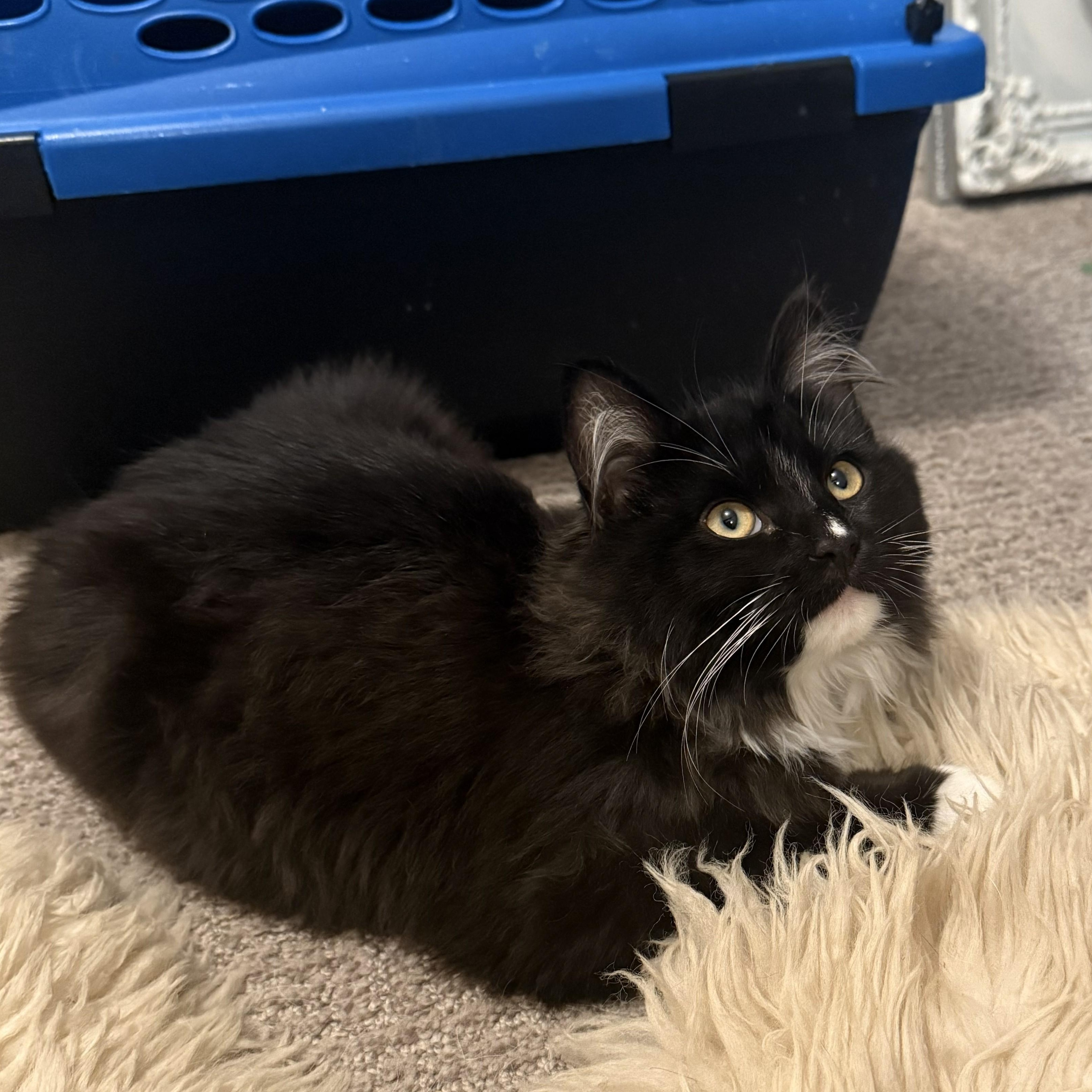 Valle, ADOPTABLE, Kitten Female Domestic Long Hair.