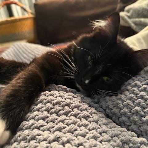 Valle, a ADOPTABLE mixed breed in Ellensburg, WA image 2/4