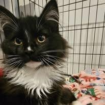 Valle, a ADOPTABLE mixed breed in Ellensburg, WA image 4/4