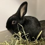 Denny, adopted, Young Male Bunny Rabbit.