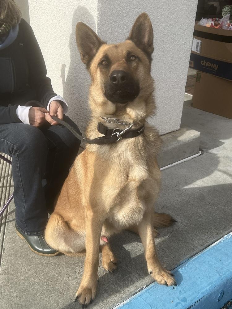 Judah, Adoptable, Adult Male German Shepherd Dog.