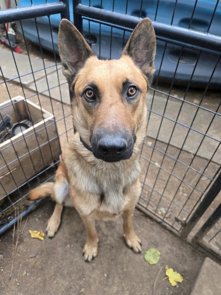 Judah, Adoptable, Adult Male German Shepherd Dog.