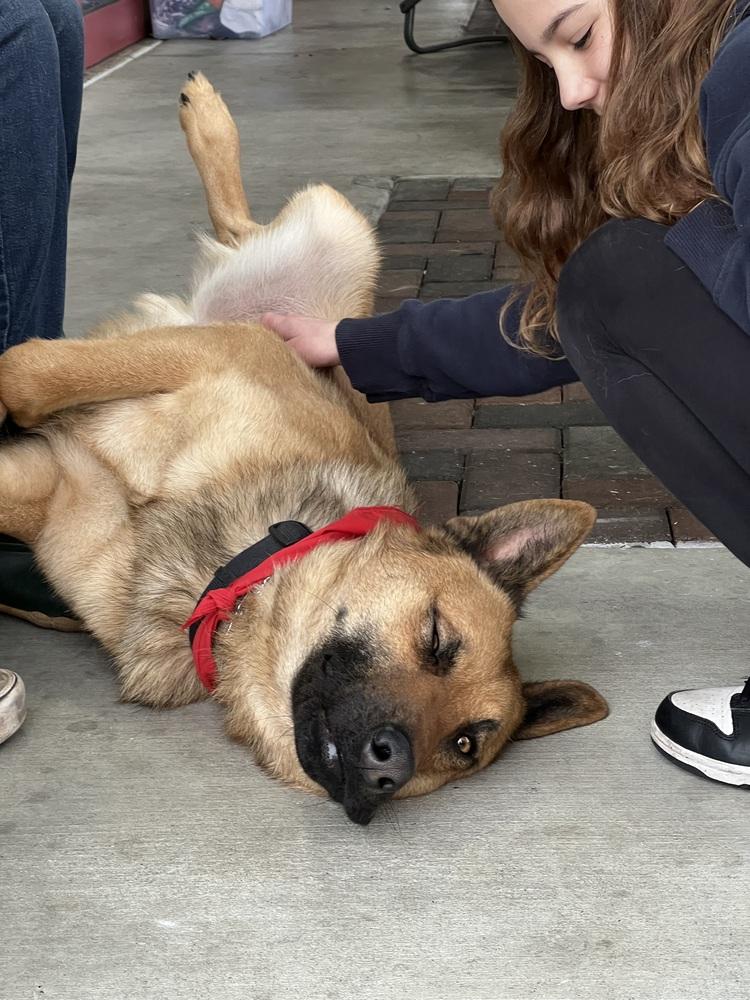 Enlarge Judah, a Adoptable mixed breed in Pleasant Hill, CA image 4/4