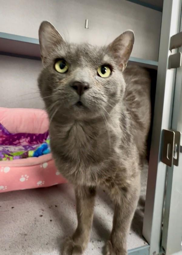 Billy, Adoptable, Adult Male Domestic Short Hair.