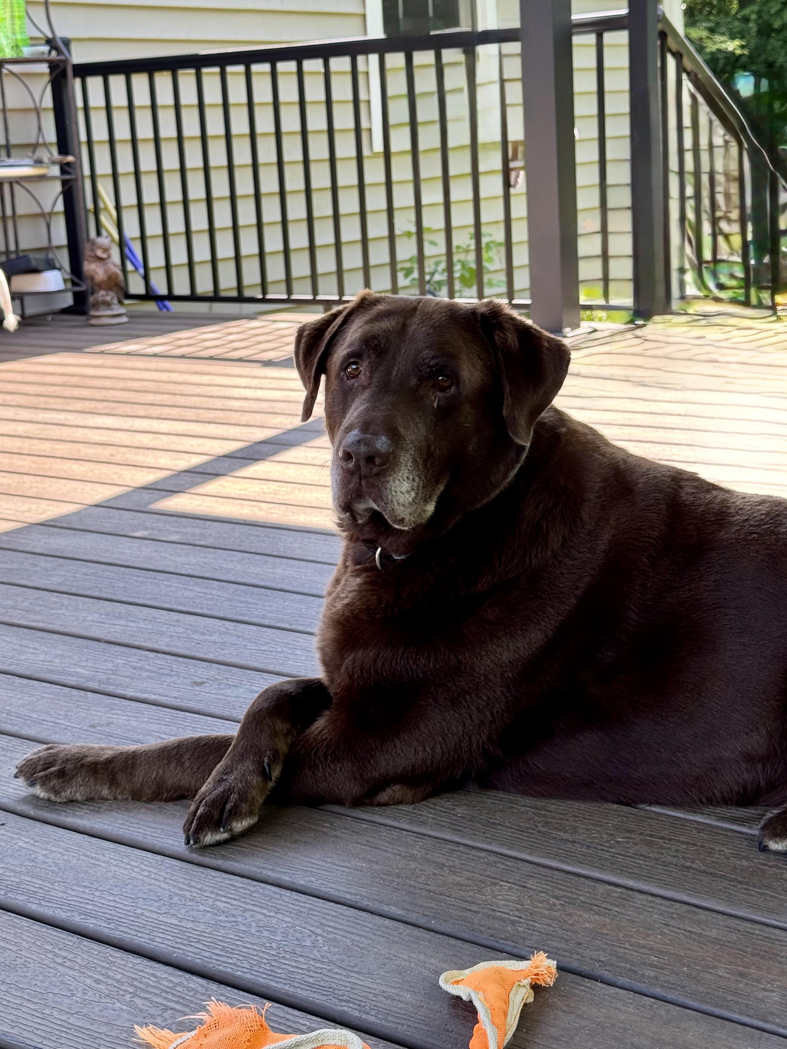 Chevy, an adopted Labrador Retriever in Murphysboro, IL image 2/6