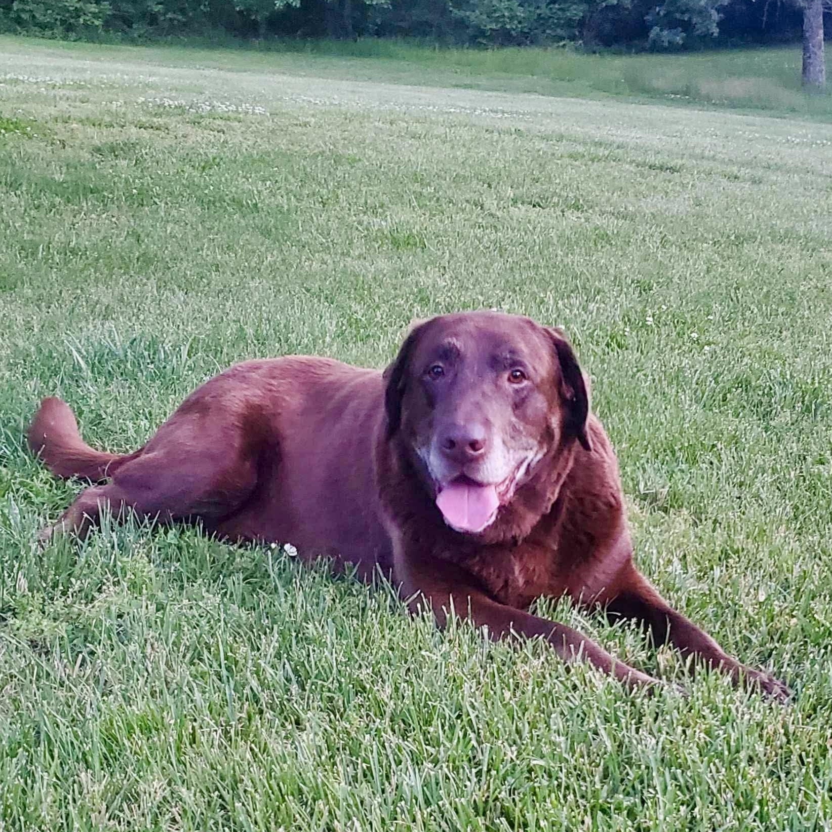 Chevy, an adopted Labrador Retriever in Murphysboro, IL image 6/6