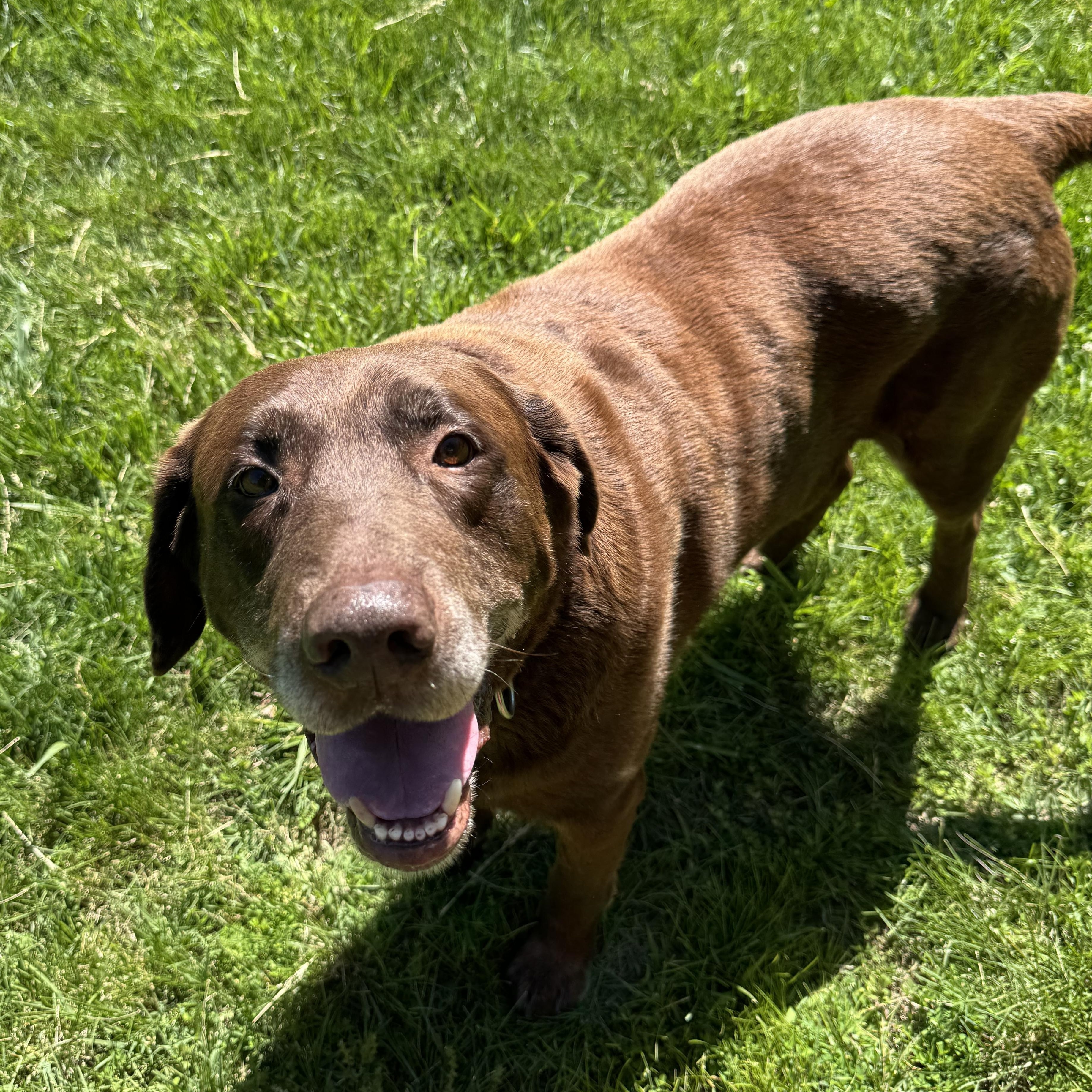 Chevy, an adopted Labrador Retriever in Murphysboro, IL image 4/6