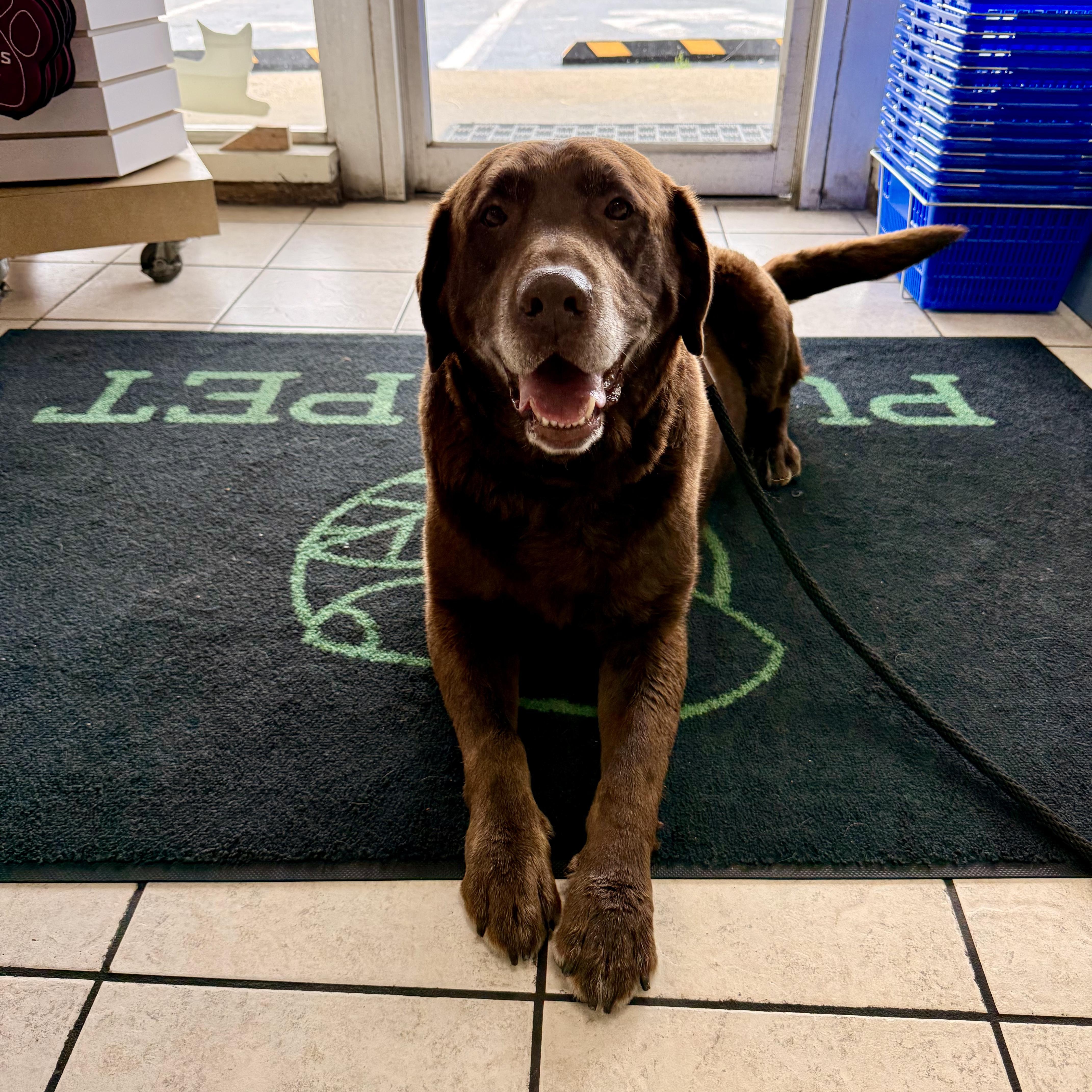 Chevy, an adopted Labrador Retriever in Murphysboro, IL image 5/6