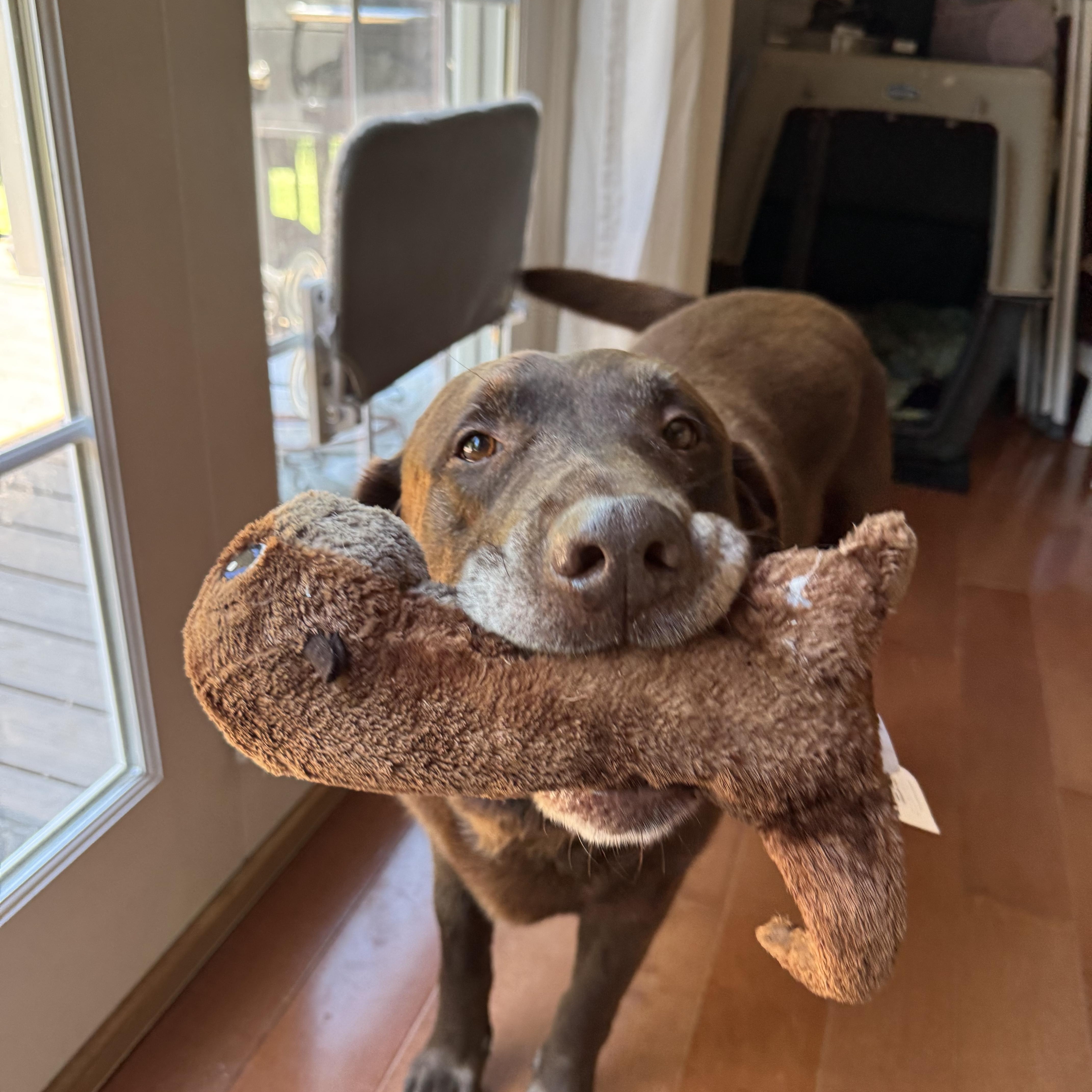 Chevy, an adopted Labrador Retriever in Murphysboro, IL image 3/6