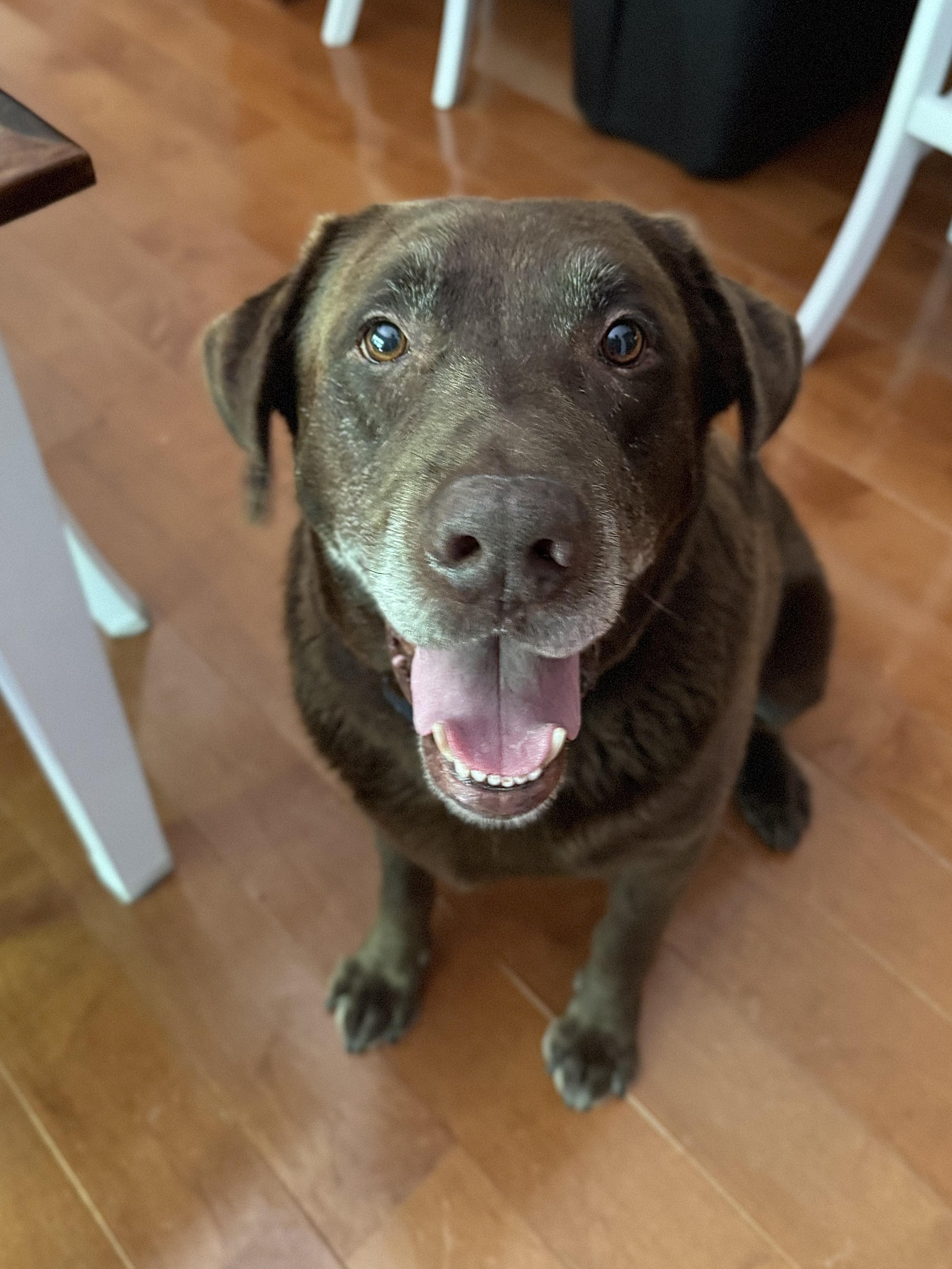 Chevy, adopted, Adult Male Labrador Retriever.