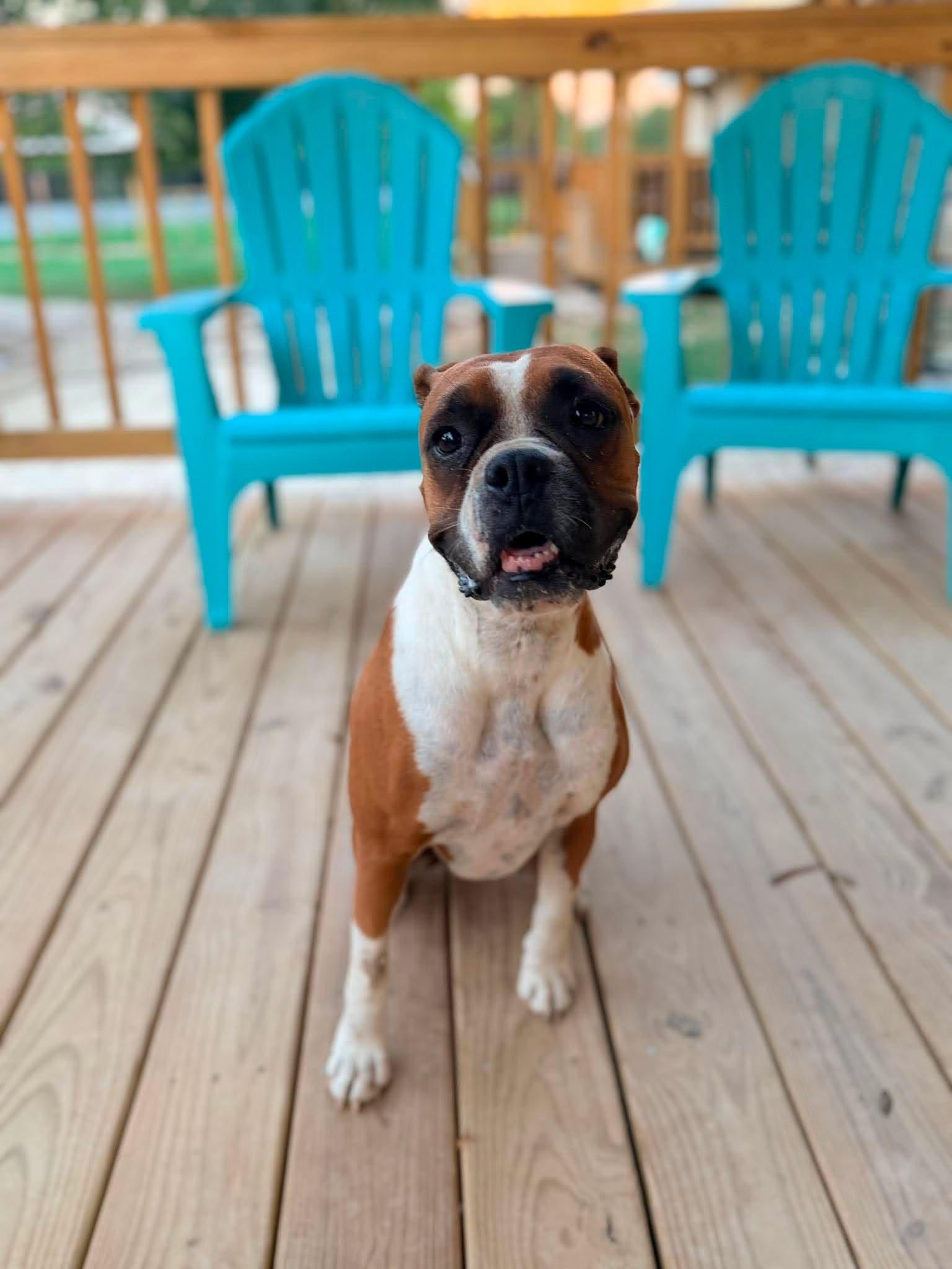 Dolly, Adoptable, Adult Female Boxer.