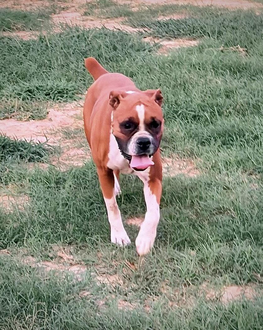 Enlarge Dolly, a Adoptable Boxer in Monticello, NY image 2/3
