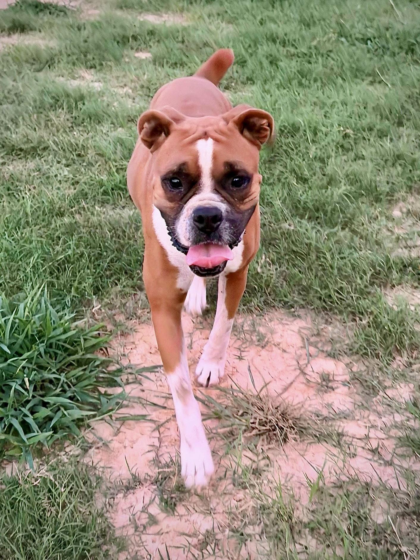 Enlarge Dolly, a Adoptable Boxer in Monticello, NY image 3/3