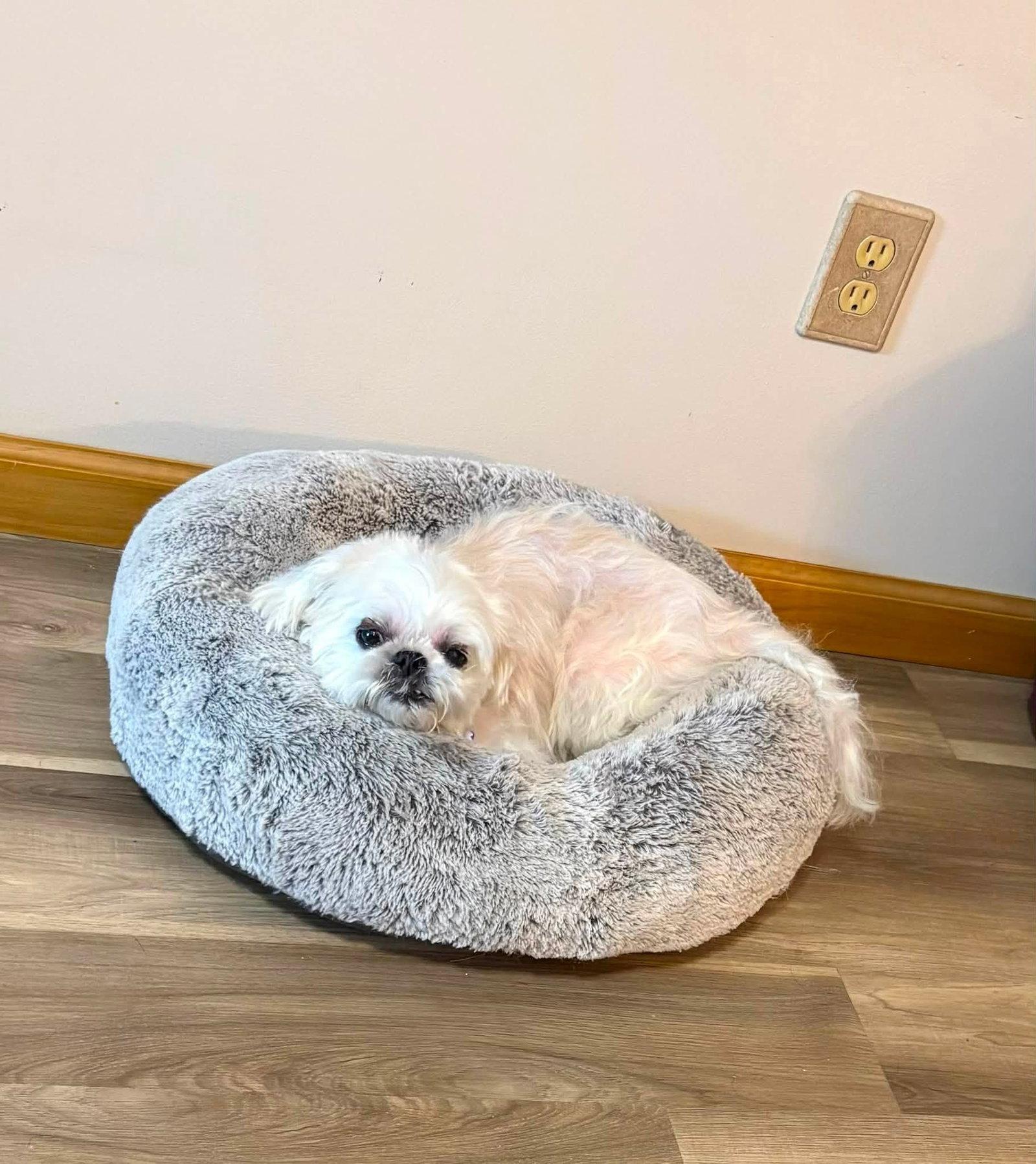 Maggie, Adoptable, Young Female Shih Tzu.