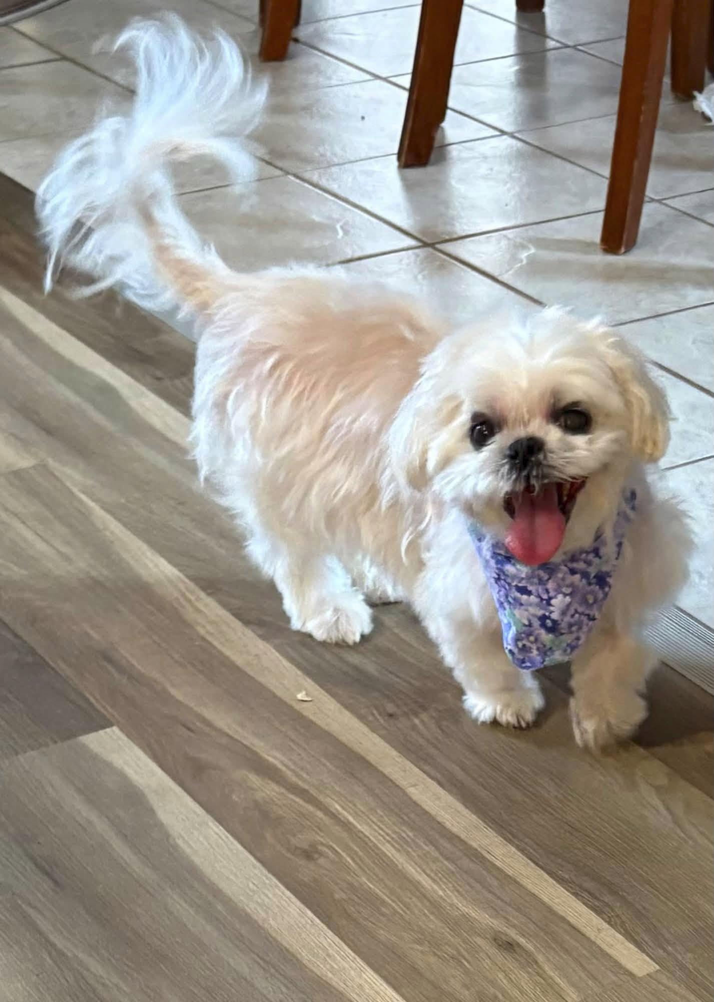 Maggie, a Adoptable Shih Tzu in Bloomington, IL image 2/2