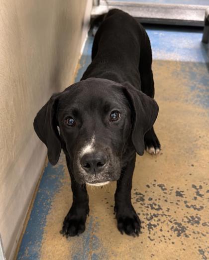 Greg, Adopted, Adult Male Labrador Retriever & Hound.