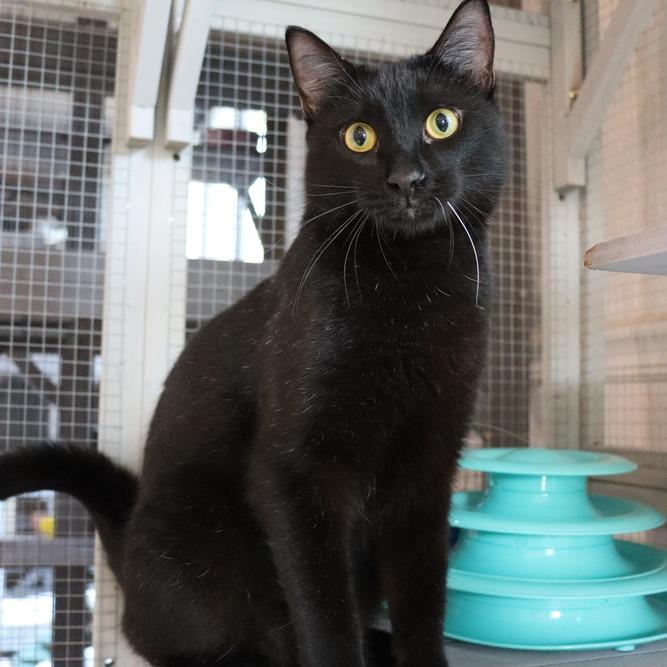 Enlarge Roquefort, a Adoptable Domestic Short Hair in Seminole, FL image 2/4