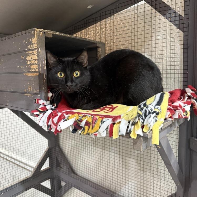 Enlarge Roquefort, a Adoptable Domestic Short Hair in Seminole, FL image 3/4